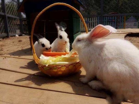 Calidad de alimento para animales Sulfato de HCl L Lísina 98,5% 70% Calidad de aditivo para alimentos para animales